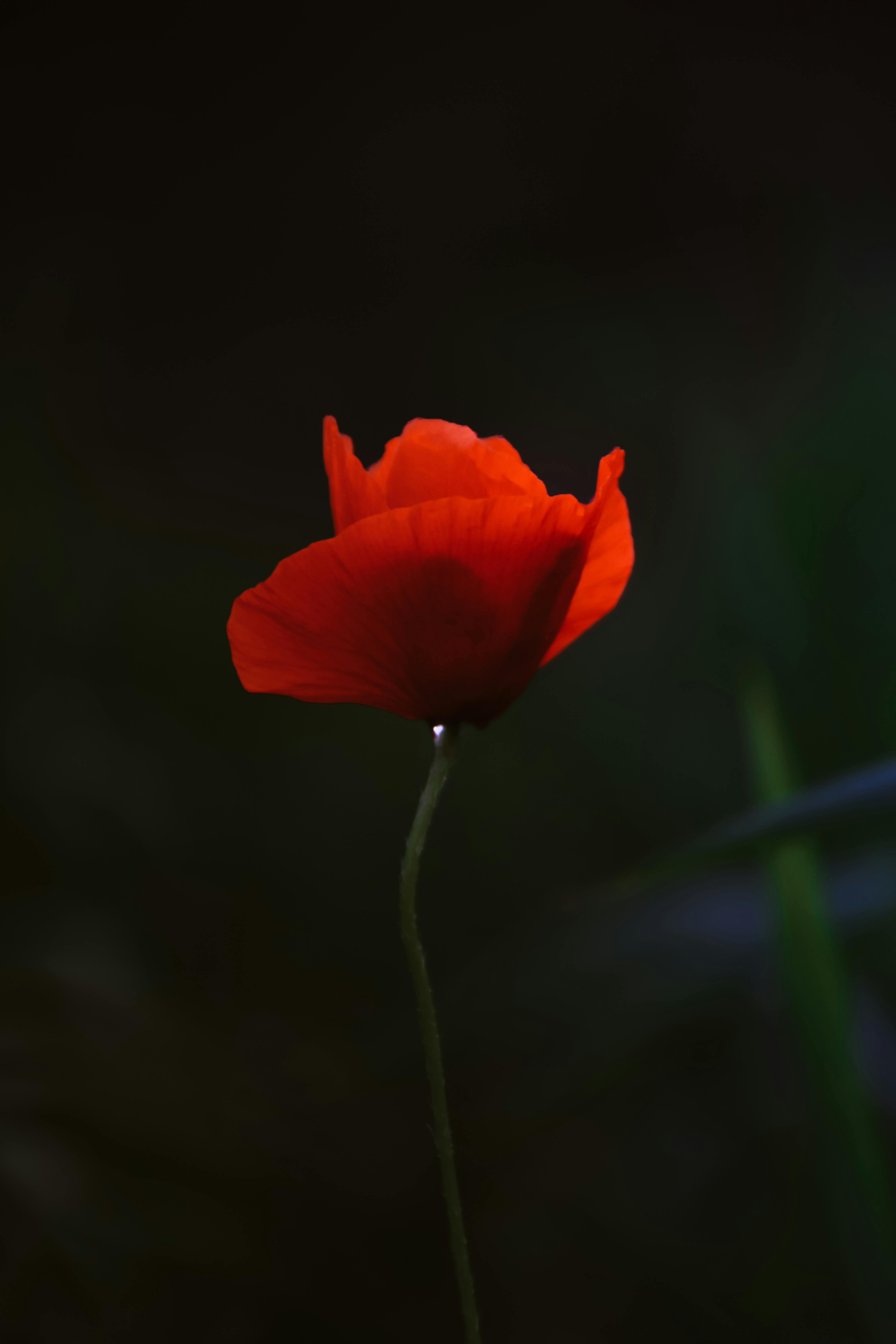 Poppy Flowers Wallpapers  Wallpaper Cave