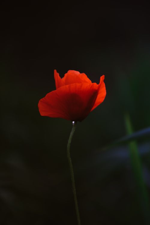 Free Beautiful close-up of a red poppy flower in a dark, natural setting. Stock Photo