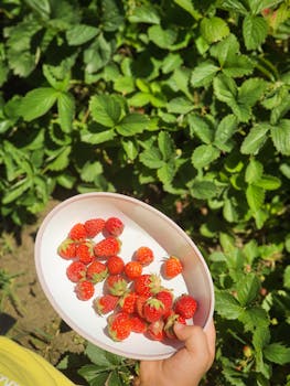 A child's hand holding a bowl of freshly picked strawberries in a lush green garden.