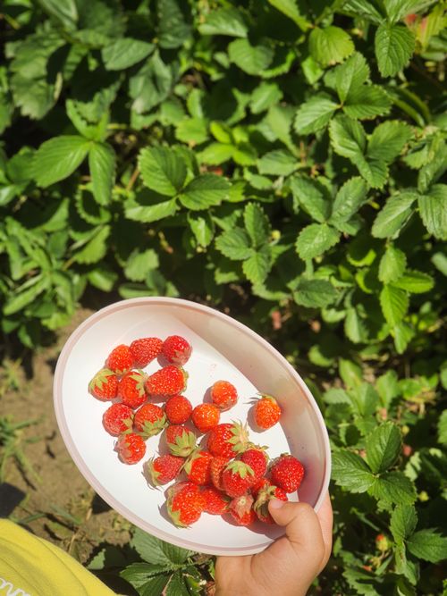 Free A child's hand holding a bowl of freshly picked strawberries in a lush green garden. Stock Photo