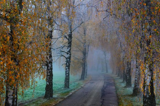 A foggy autumn pathway in Laupheim, Germany, lined with colorful birch trees.