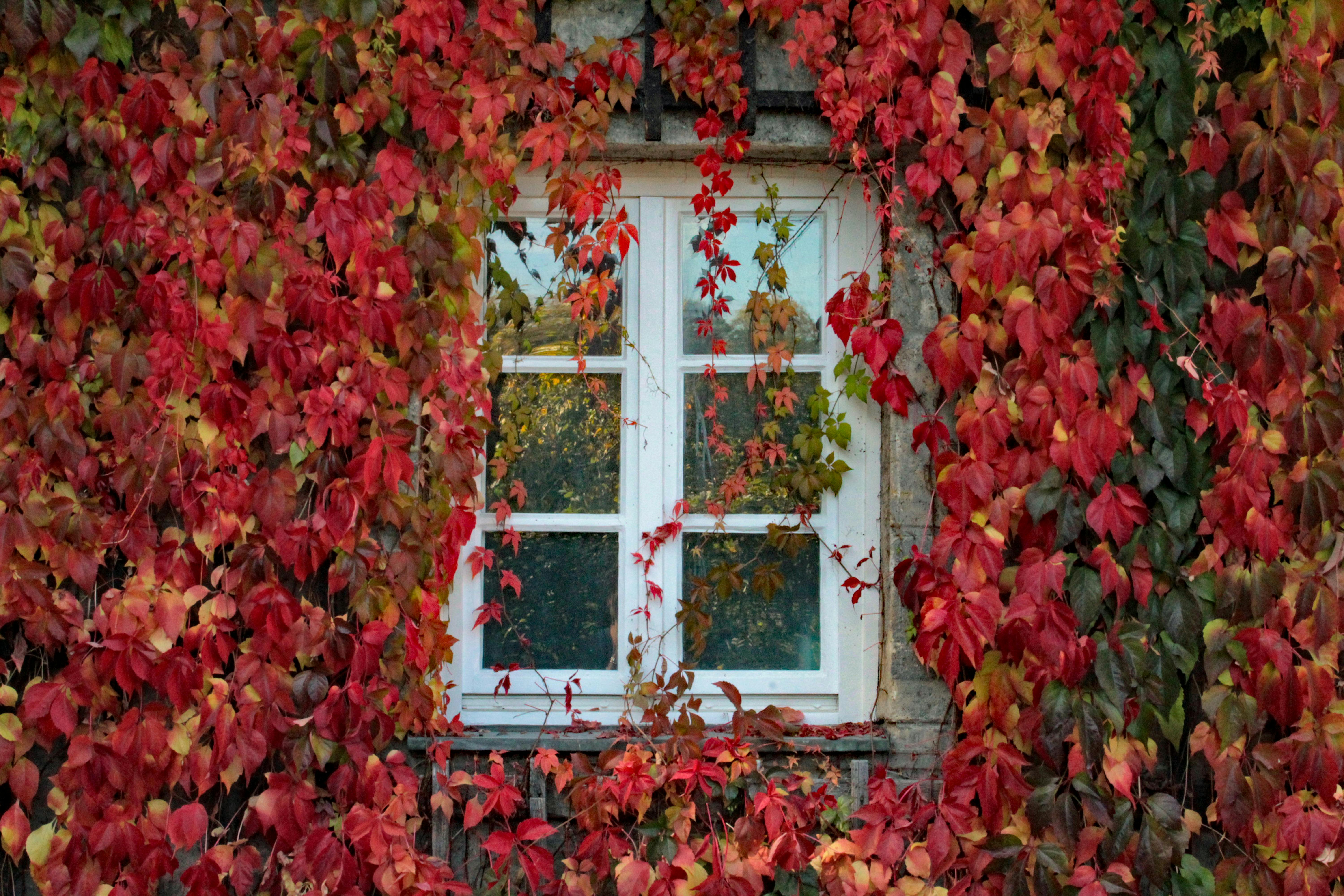 White window surrounded by vivid red and orange autumn leaves in Bayreuth, Germany.