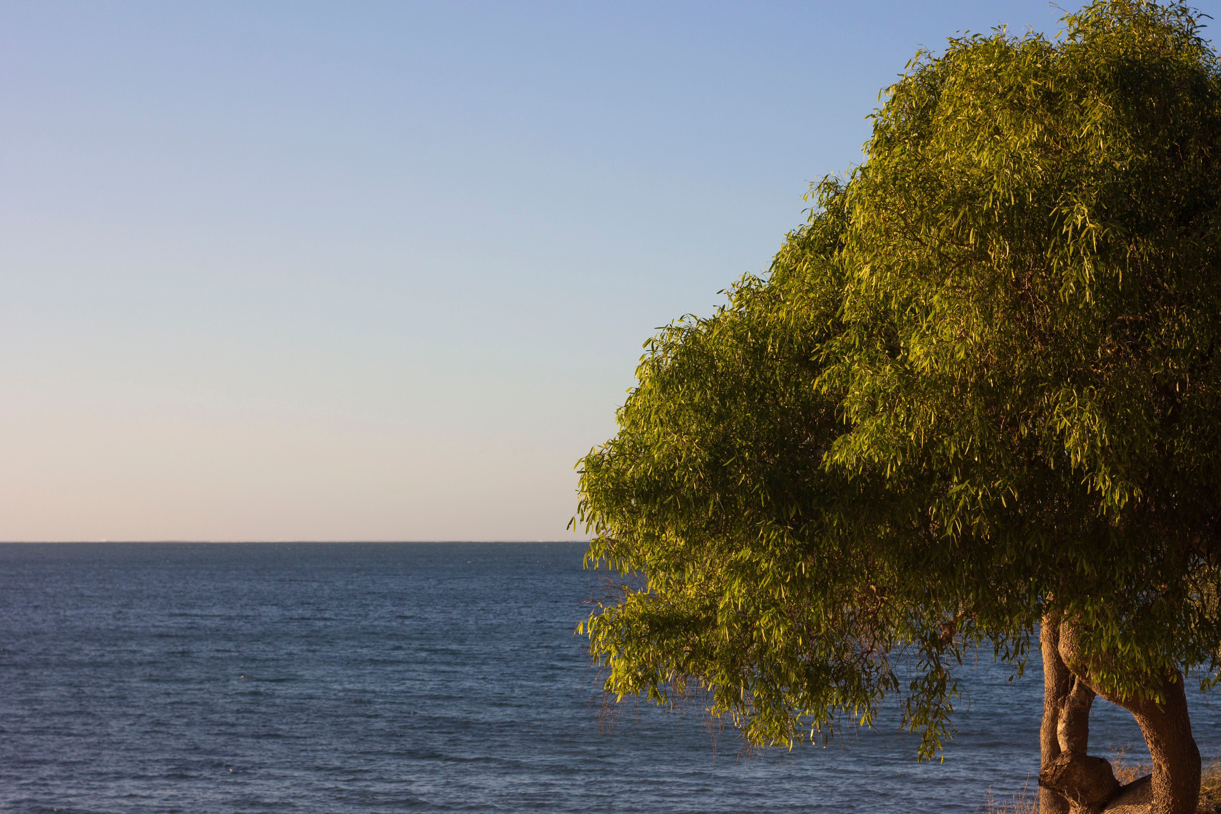 Serene Ocean View with Tree in Ifaty, Madagascar · Free Stock Photo