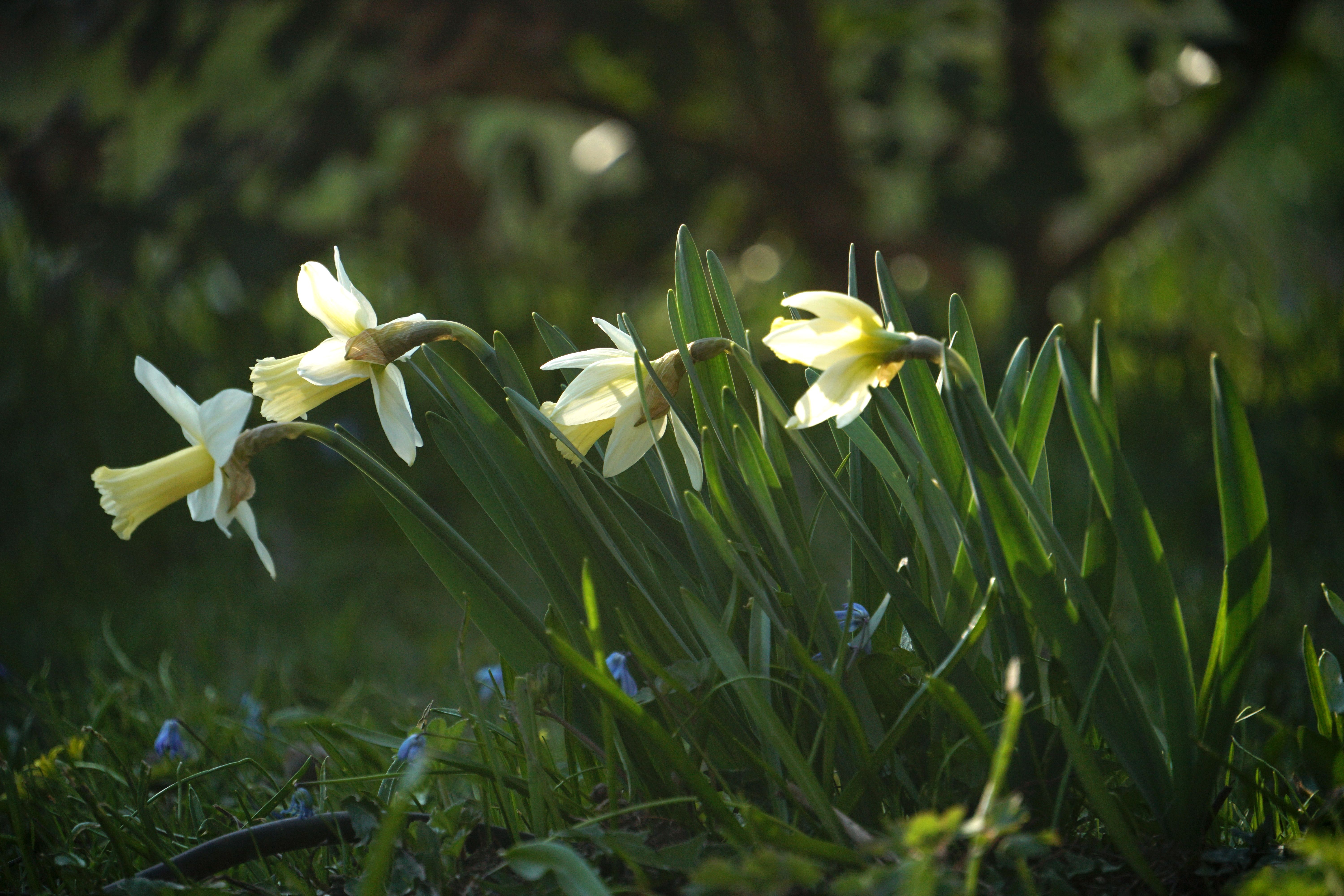 Beautiful Spring Daffodils in Bloom · Free Stock Photo