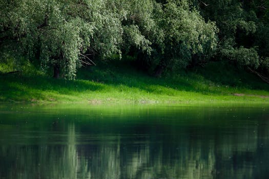 Serene view of a tranquil lakeside with lush green tree reflections in the water.