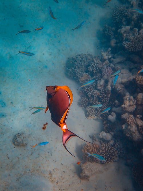 Orange Fish in Ocean