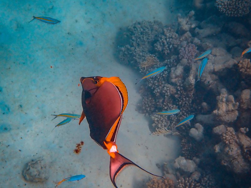 Marine life at Fakieh Aquarium Jeddah
