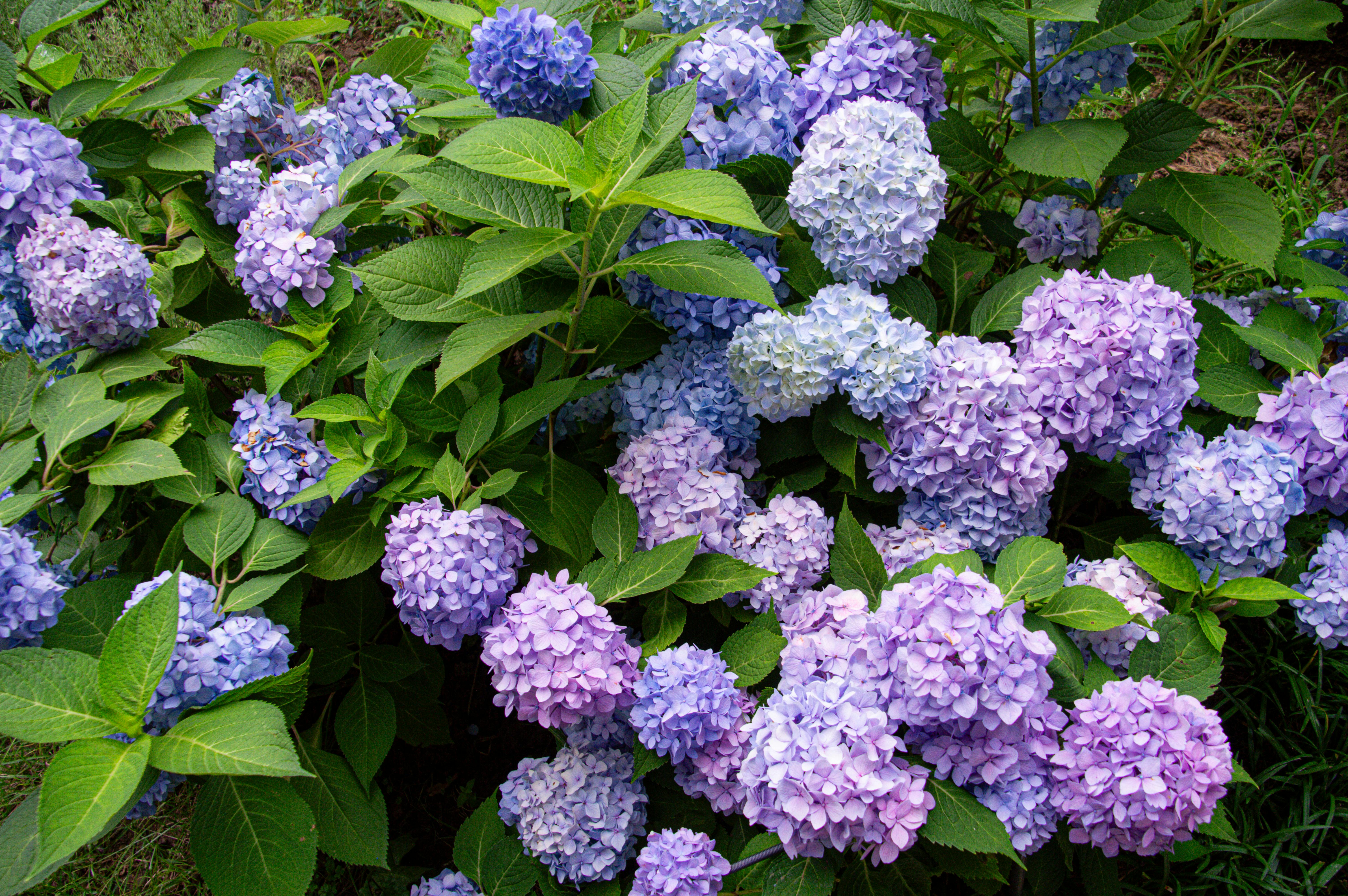 A stunning display of blue and purple hydrangea flowers in a lush garden setting.