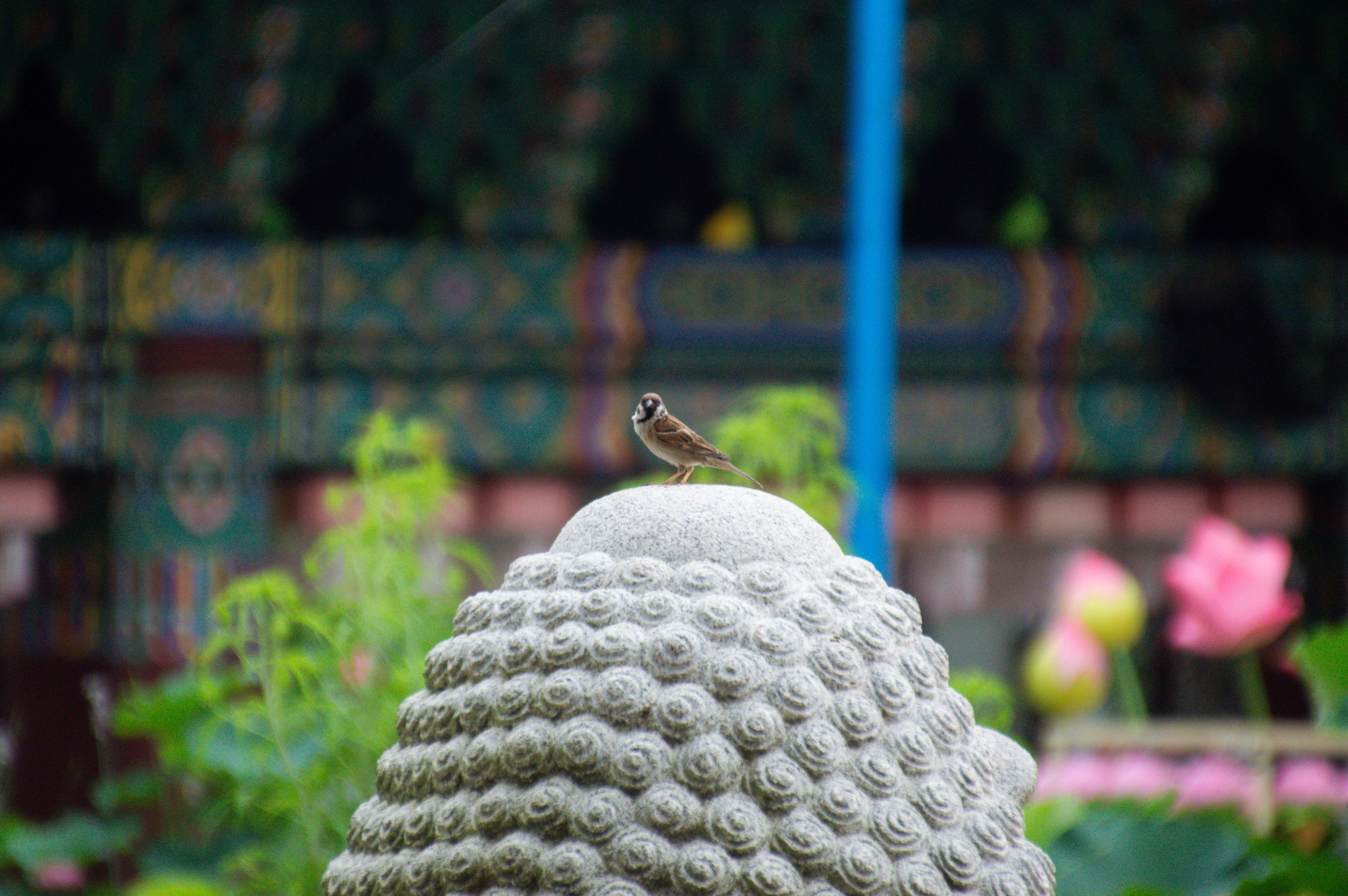 A bird sits gracefully on a decorative stone sculpture in a temple garden, Seoul, surrounded by lush greenery.
