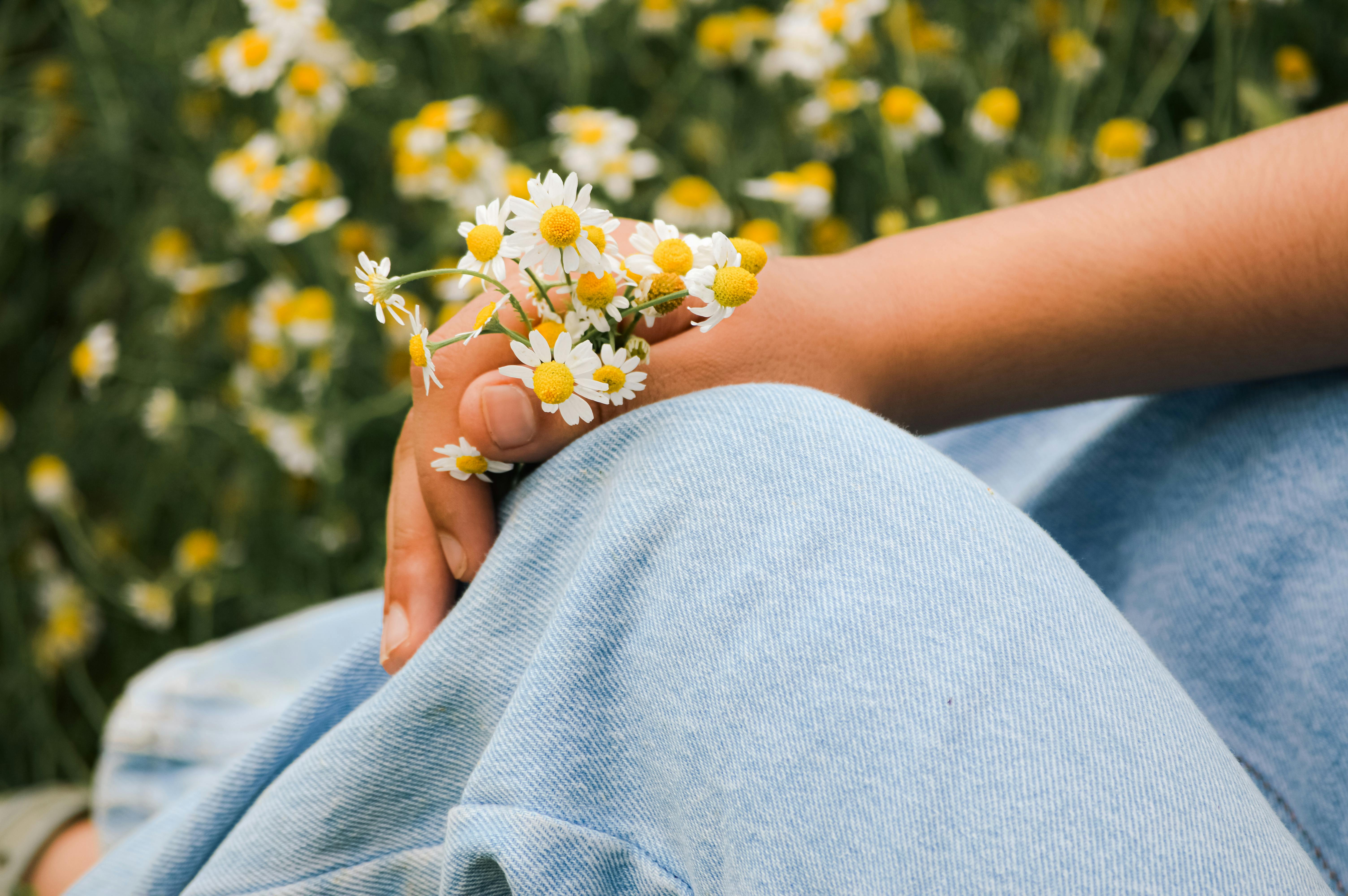 A gentle hand holding chamomile flowers, resting on denim jeans in a lush field.