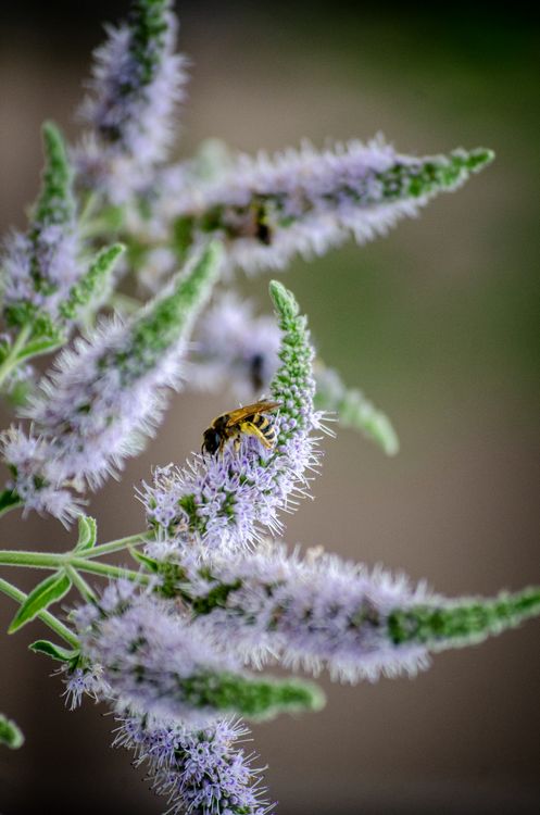 Kostnadsfria Närbild på ett honungsbi som samlar nektar från en lavendelblomma i Grocka, Serbien, med fokus på pollinering. Stock foto