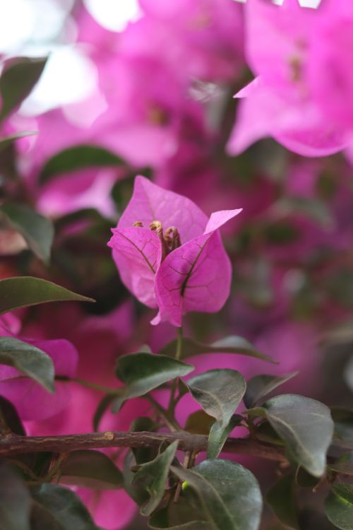Free Close-up of vibrant pink bougainvillea flower with green leaves, creating a colorful and lively scene. Stock Photo