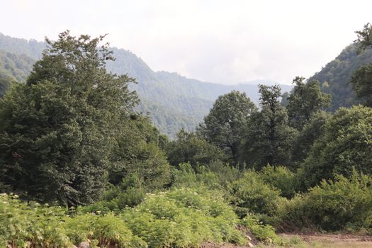 A tranquil scene of lush green hills and dense forest under a cloudy sky, perfect for nature lovers.
