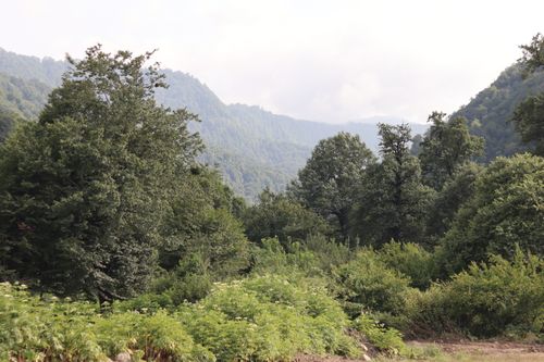 Free A tranquil scene of lush green hills and dense forest under a cloudy sky, perfect for nature lovers. Stock Photo
