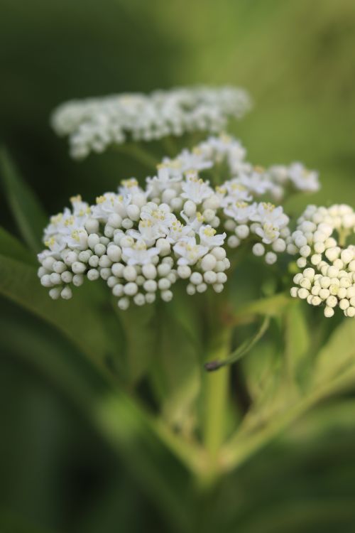 Free Detailed macro shot of white wildflowers showcasing natural beauty and intricate details. Stock Photo