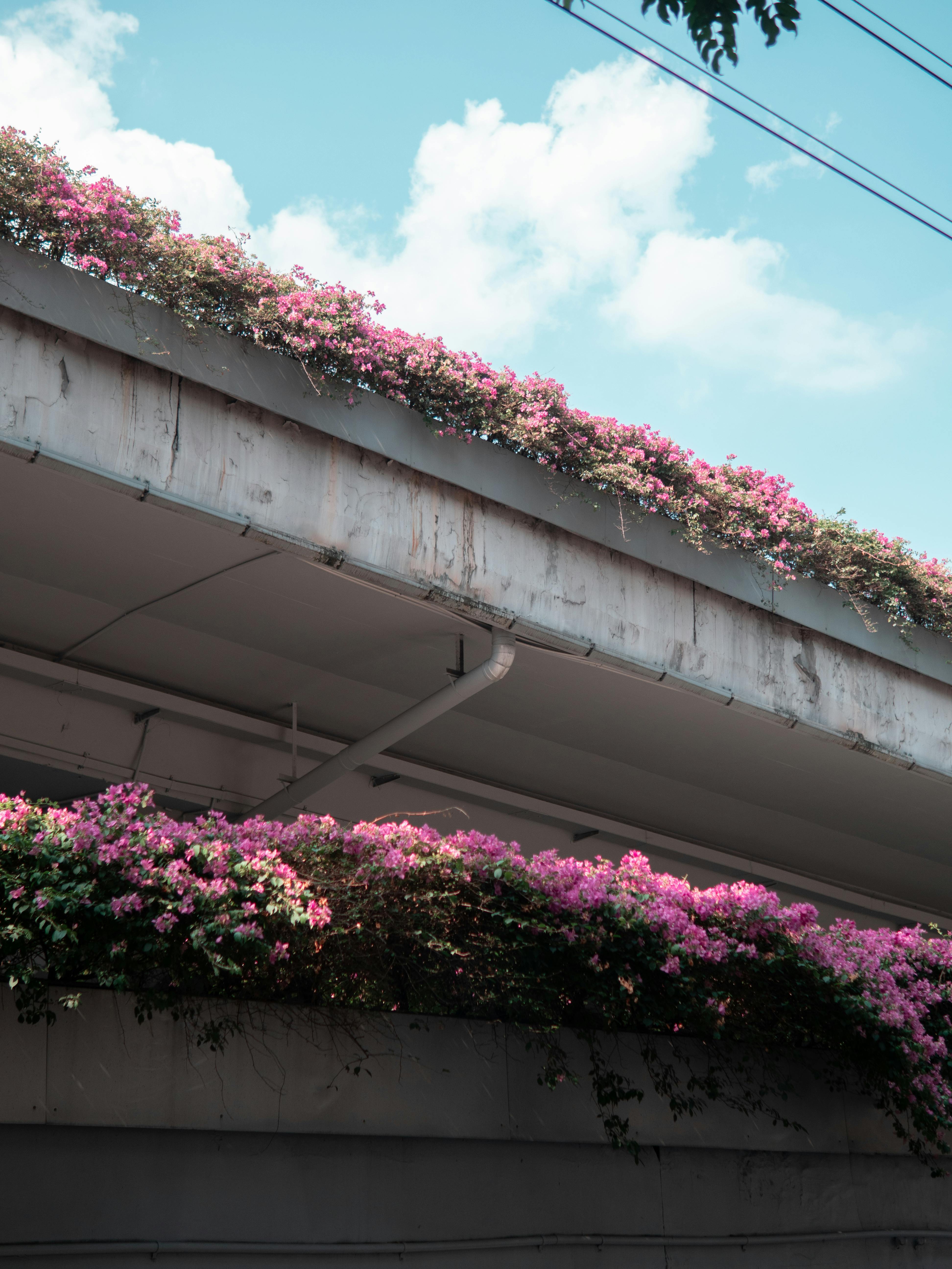 Vibrant pink bougainvillea blooms adorn an urban overpass under a bright blue sky.