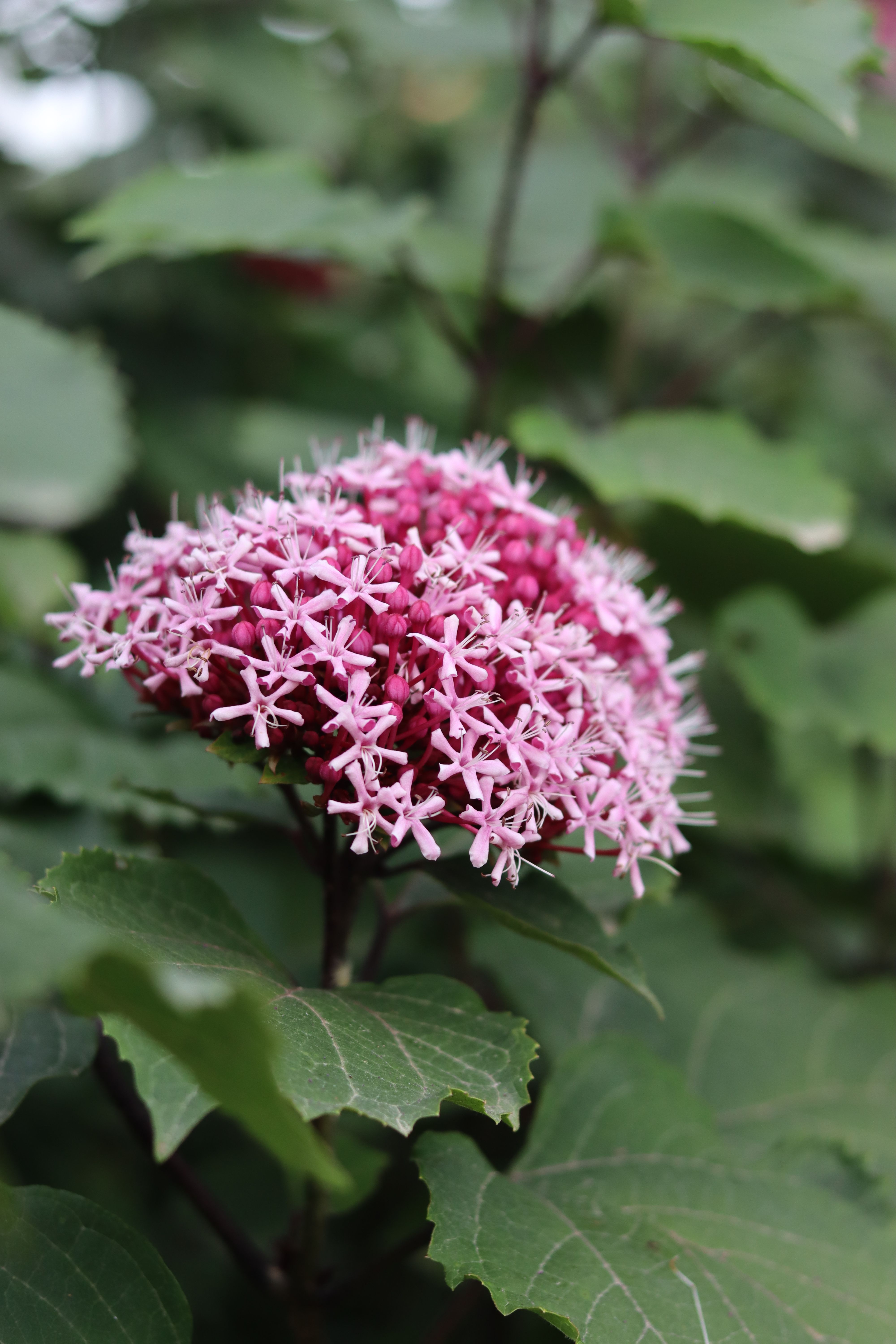 Close-Up of Pink Clerodendrum Flowers in Bloom · Free Stock Photo