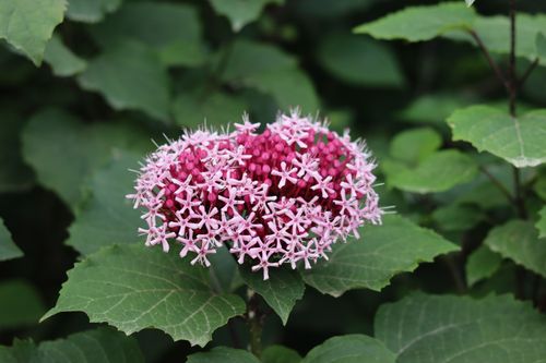 Free Vibrant pink flowers in full bloom surrounded by lush green leaves, showcasing nature's beauty. Stock Photo