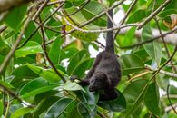 Young howler monkey playfully climbing in lush Panamanian rainforest.