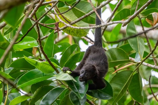 Young howler monkey playfully climbing in lush Panamanian rainforest.