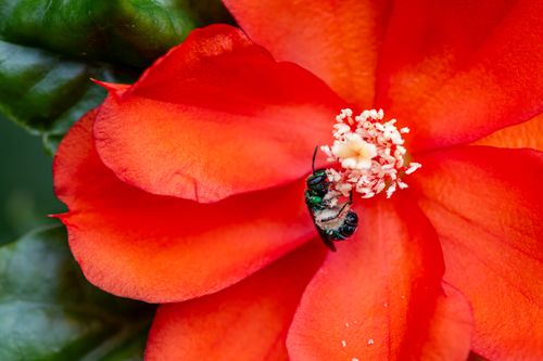 Free A bee engaged in pollination on a bright red flower at Summit Gardens, Panama. Stock Photo