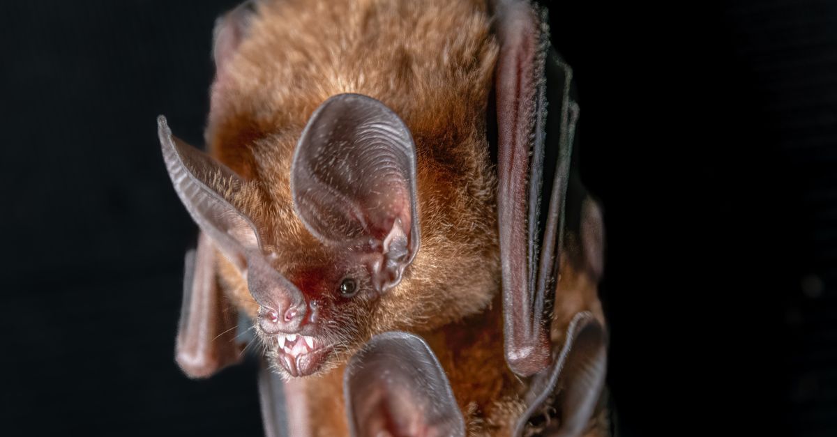 Bat Eare Close-Up of Common Big-Eared Bats in Gamboa · Free Stock Photo