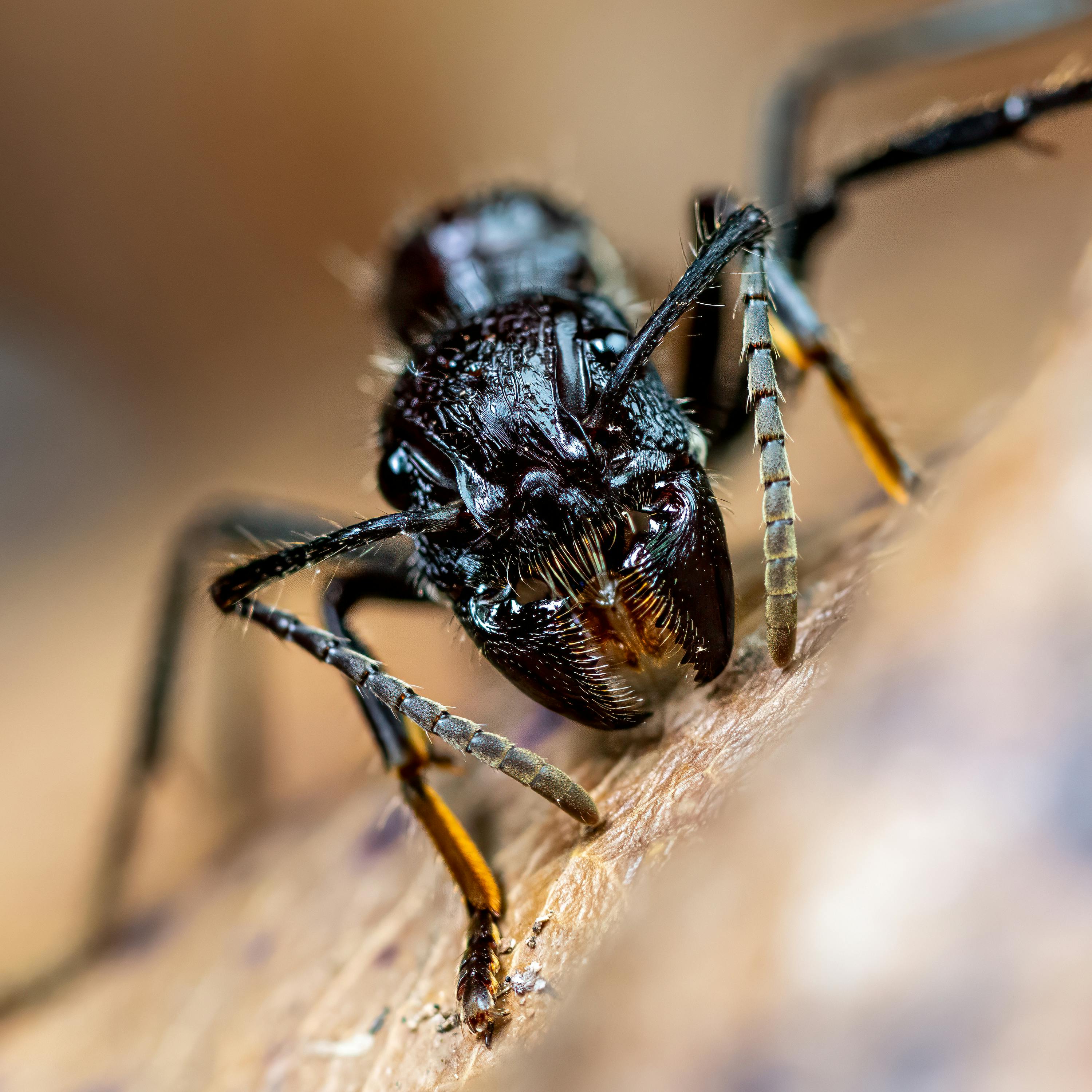 De franc Fotografia macro detallada d'una formiga Paraponera clavata, destacant les seves característiques. Foto d'estoc