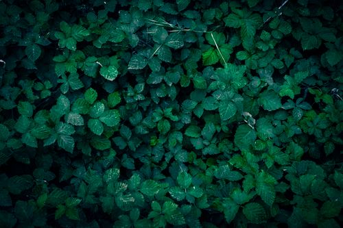 Free Close-up view of dark green leaves with a textured pattern, creating a natural and fresh environment. Stock Photo
