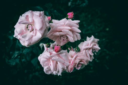 Beautiful close-up of pink roses with fresh raindrops creating a vibrant and dramatic mood.