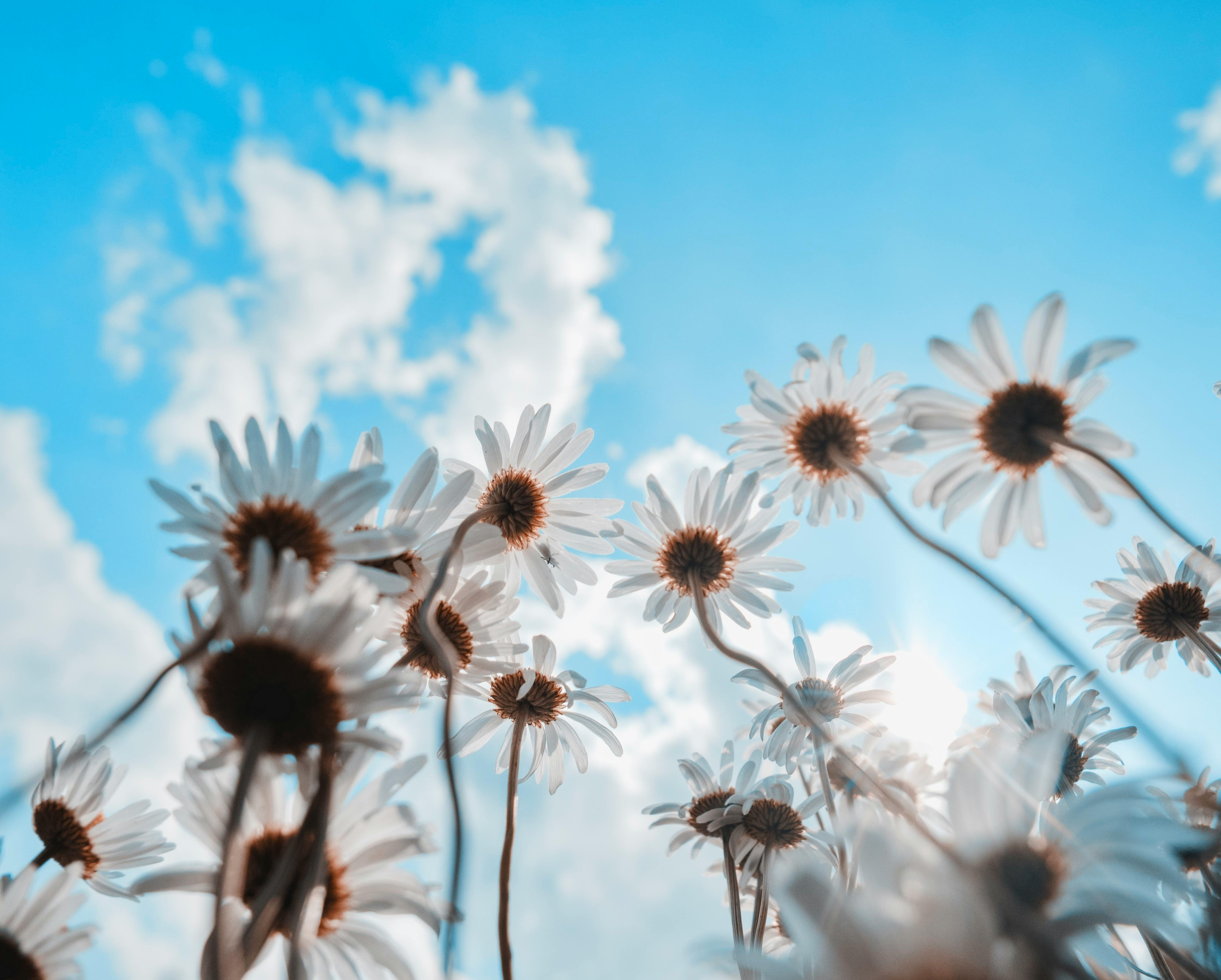 Low-angle view of daisies reaching for the sky with sun and clouds, captured on a sunny day.