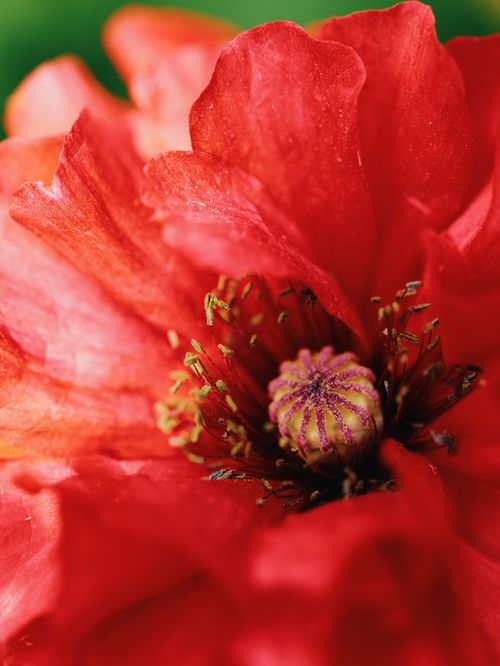 Free Detailed close-up of a vibrant red poppy flower with visible pollen and petals. Stock Photo