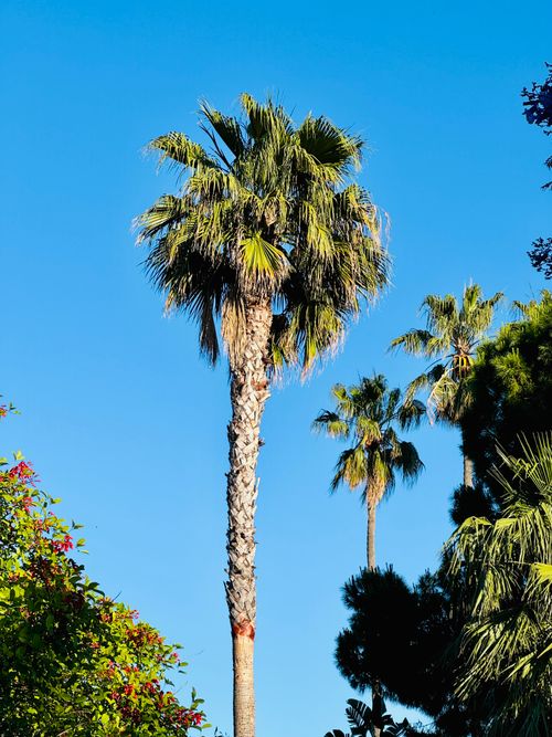 Free Vibrant palm trees reaching into a sunny, cloudless sky, capturing a perfect summer day. Stock Photo