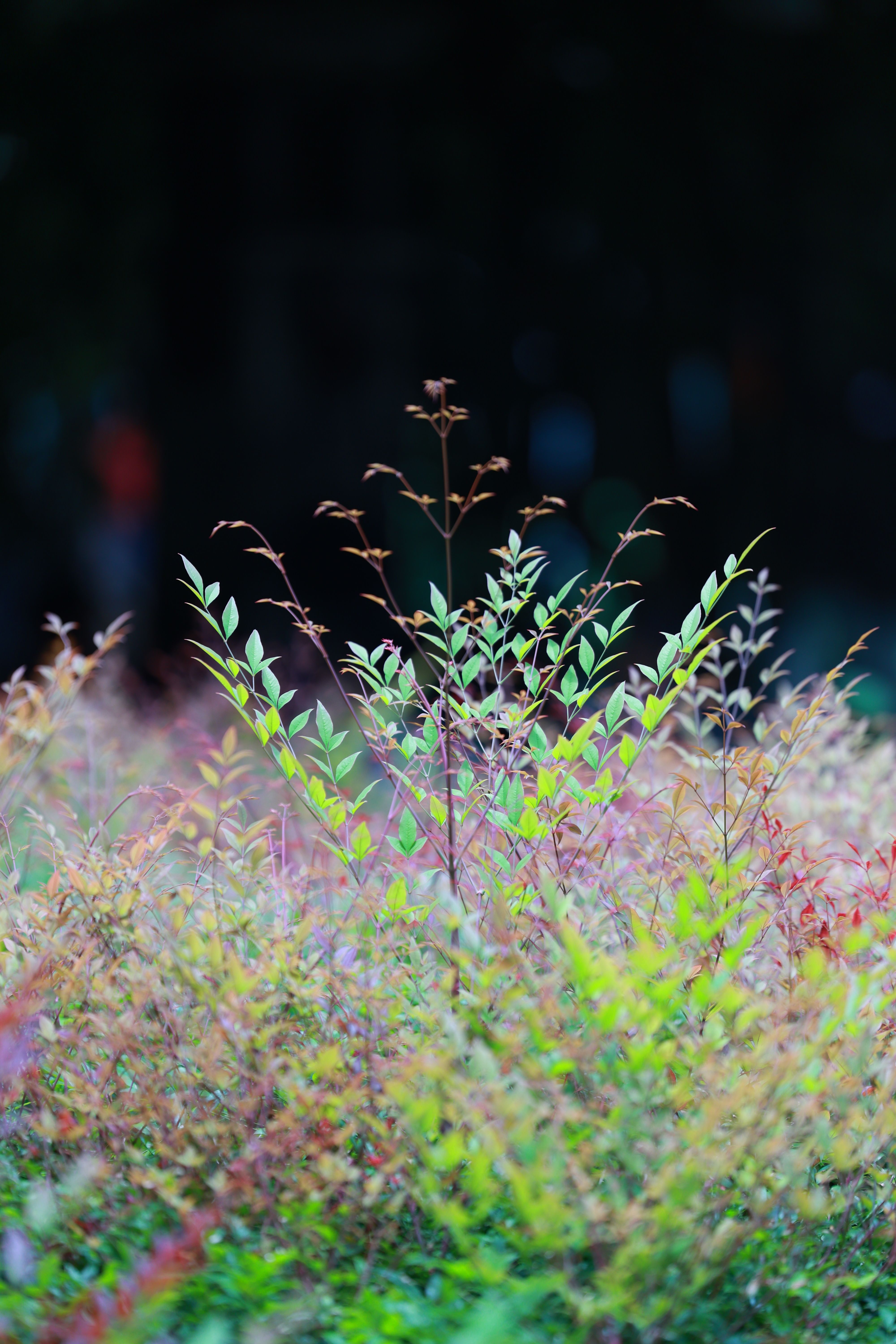 Colorful leaves with vivid sunlight creating a serene garden atmosphere.