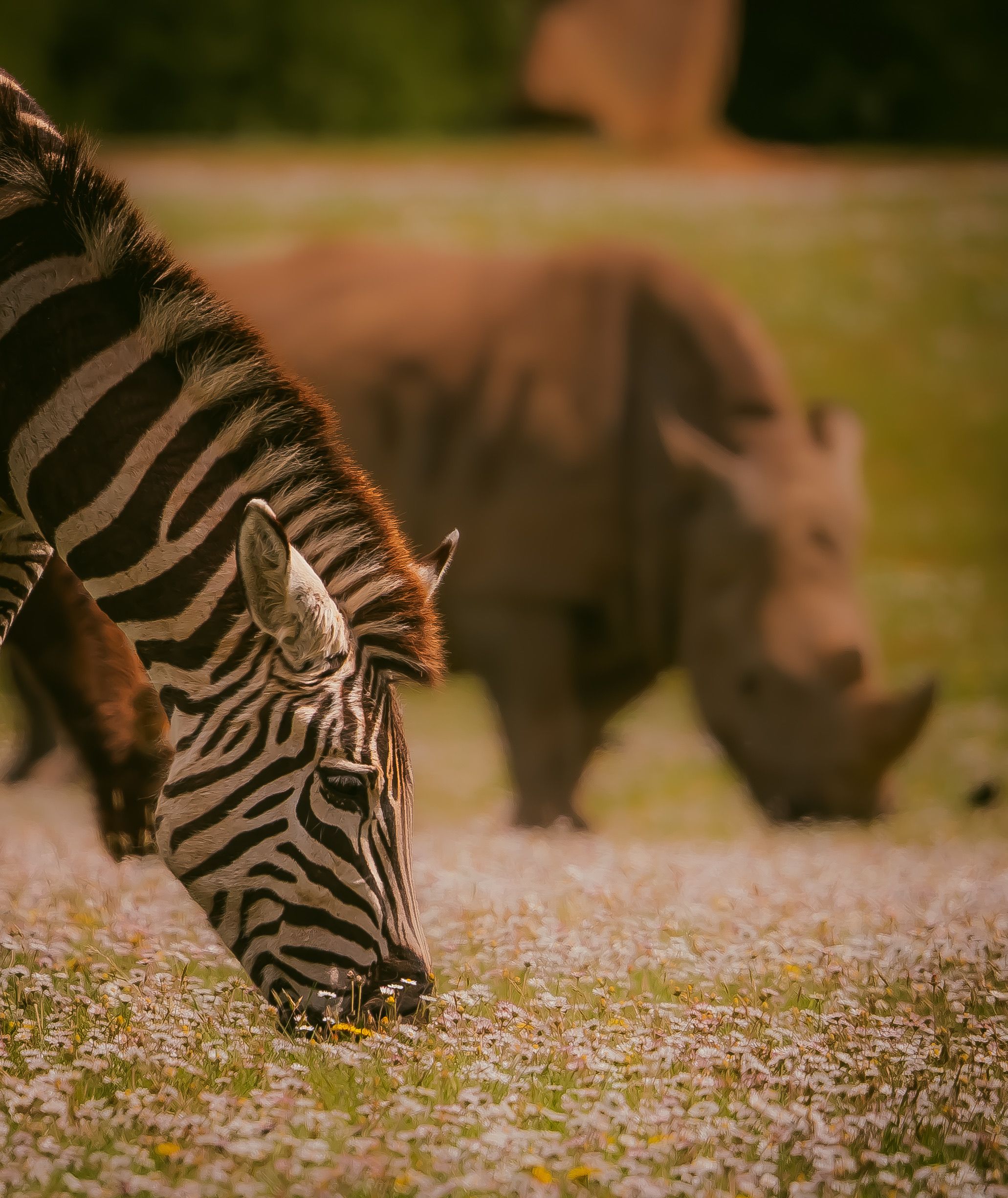 Zebra and Rhino Grazing in Serengeti Plains · Free Stock Photo