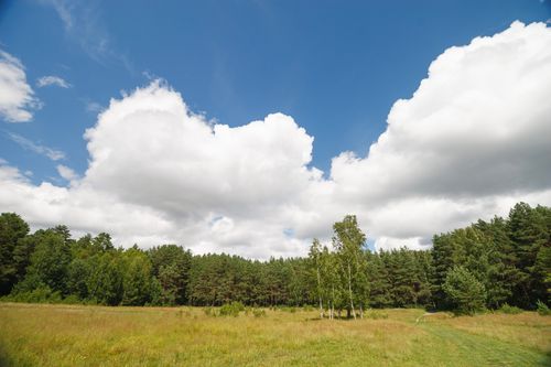 Free A serene meadow under a vibrant blue sky with fluffy clouds, surrounded by lush green trees. Stock Photo