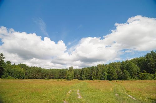 Free Expansive meadow landscape with trees under a bright blue sky and fluffy clouds. Stock Photo