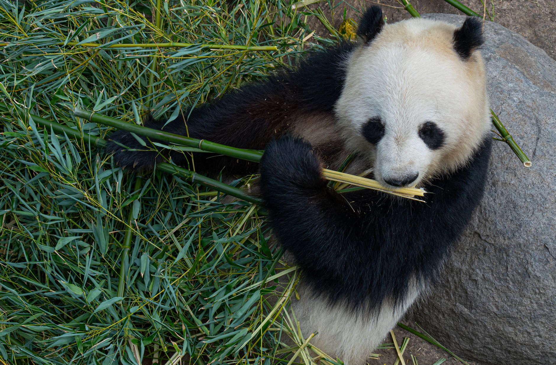 Simbol Persahabatan, China Kirim Dua Panda Raksasa ke Amerika Serikat