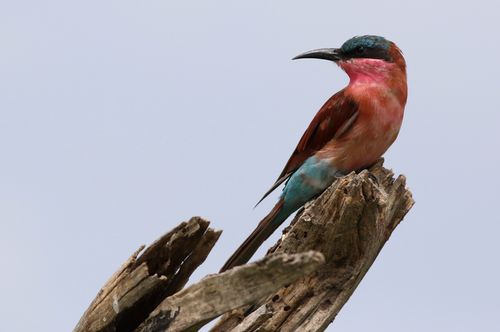 Free Beautiful Southern Carmine Bee-eater resting on a wooden branch in Botswana. Stock Photo