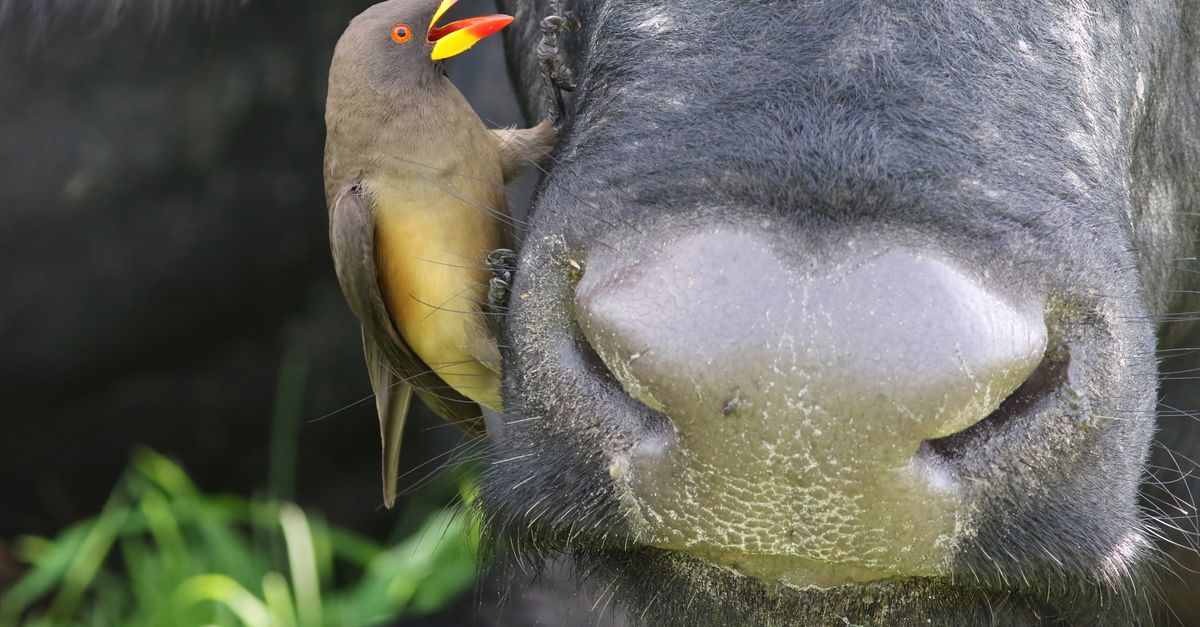 Caprivi Strip (Zambezi Region)