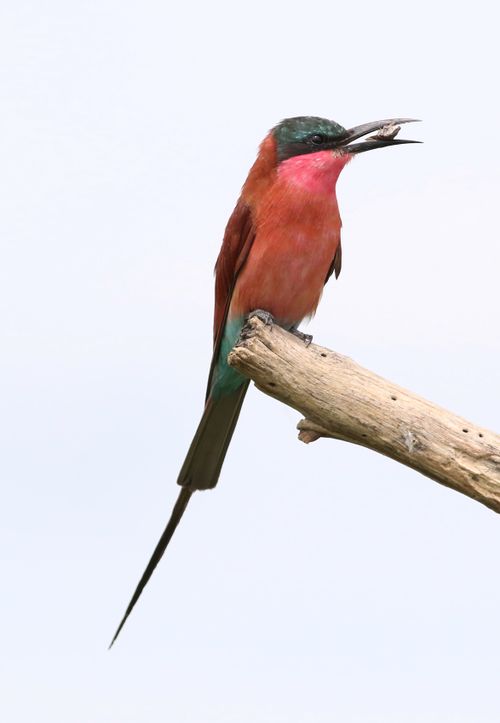 Free Vibrant Southern Carmine Bee-eater (Merops nubicoides) on a branch, Botswana. Stock Photo