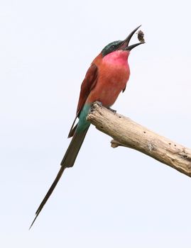 Southern Carmine Bee-eater perched on a branch in Botswana
