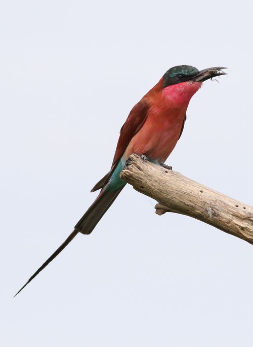 Free A southern carmine bee-eater rests on a branch with a catch in Botswana Stock Photo