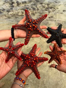 starfish photo