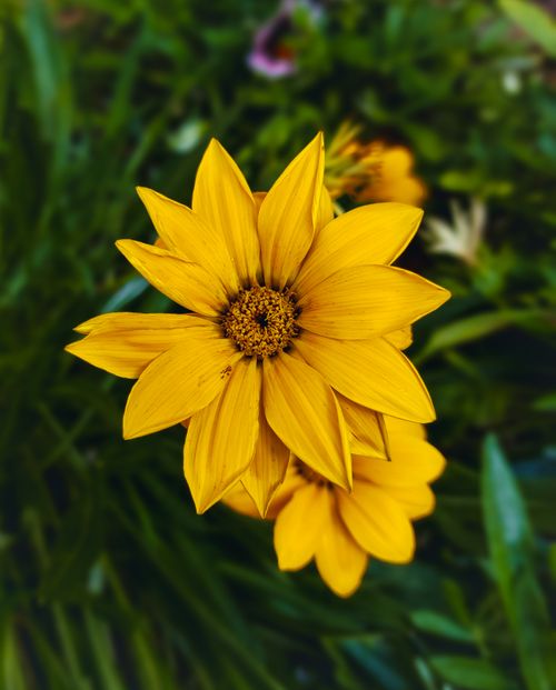 Free Beautiful close-up of a vibrant yellow Gazania flower captured in South Africa symbolizing summer's warmth. Stock Photo
