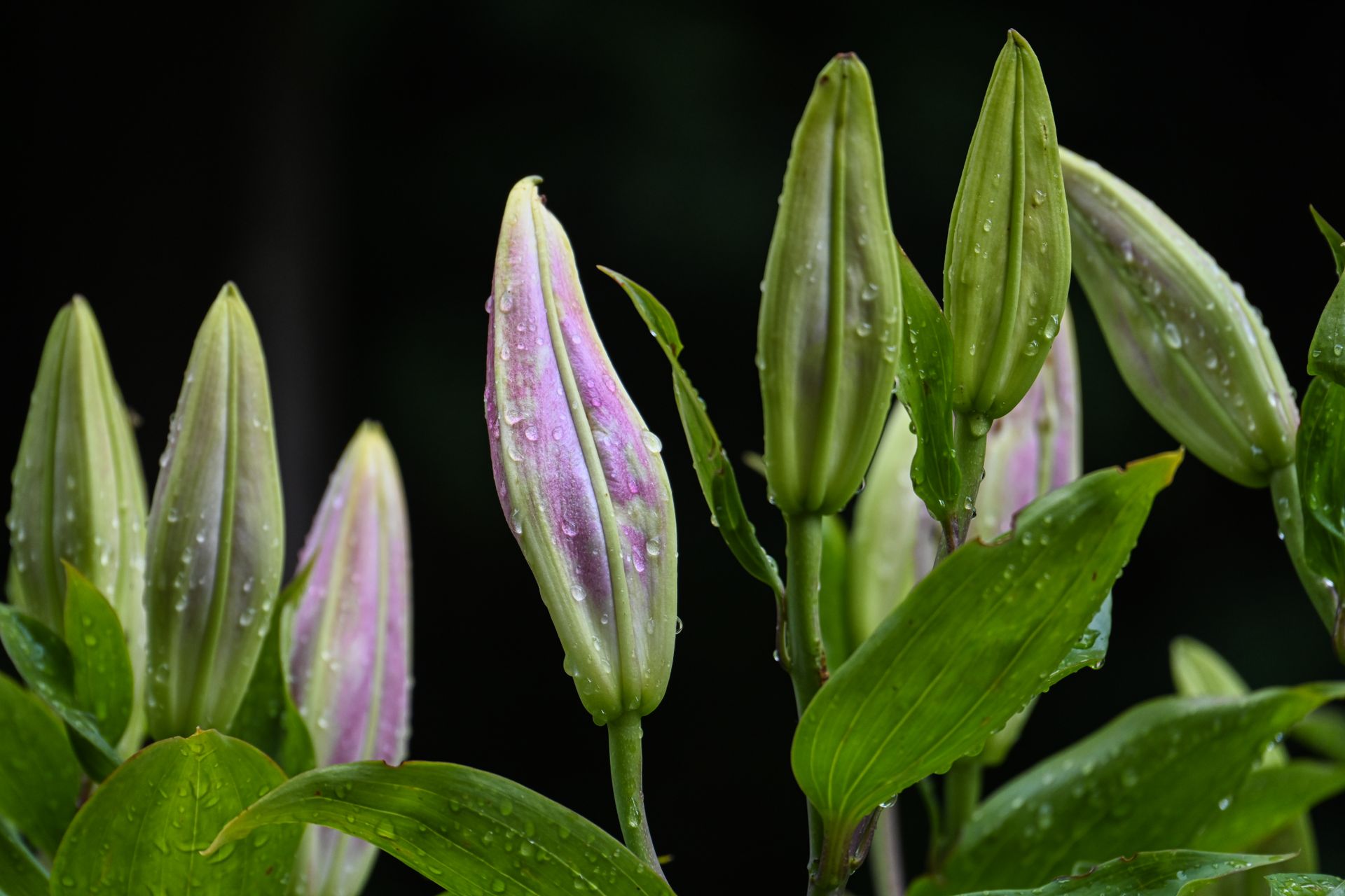 Detailed view of dew-covered lily buds with lush green leaves, showcasing nature's beauty.