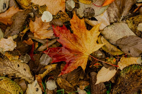 бесплатная Куча сушеных листьев на земле Стоковое фото