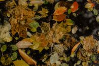 Assorted autumn leaves lying on wet asphalt road