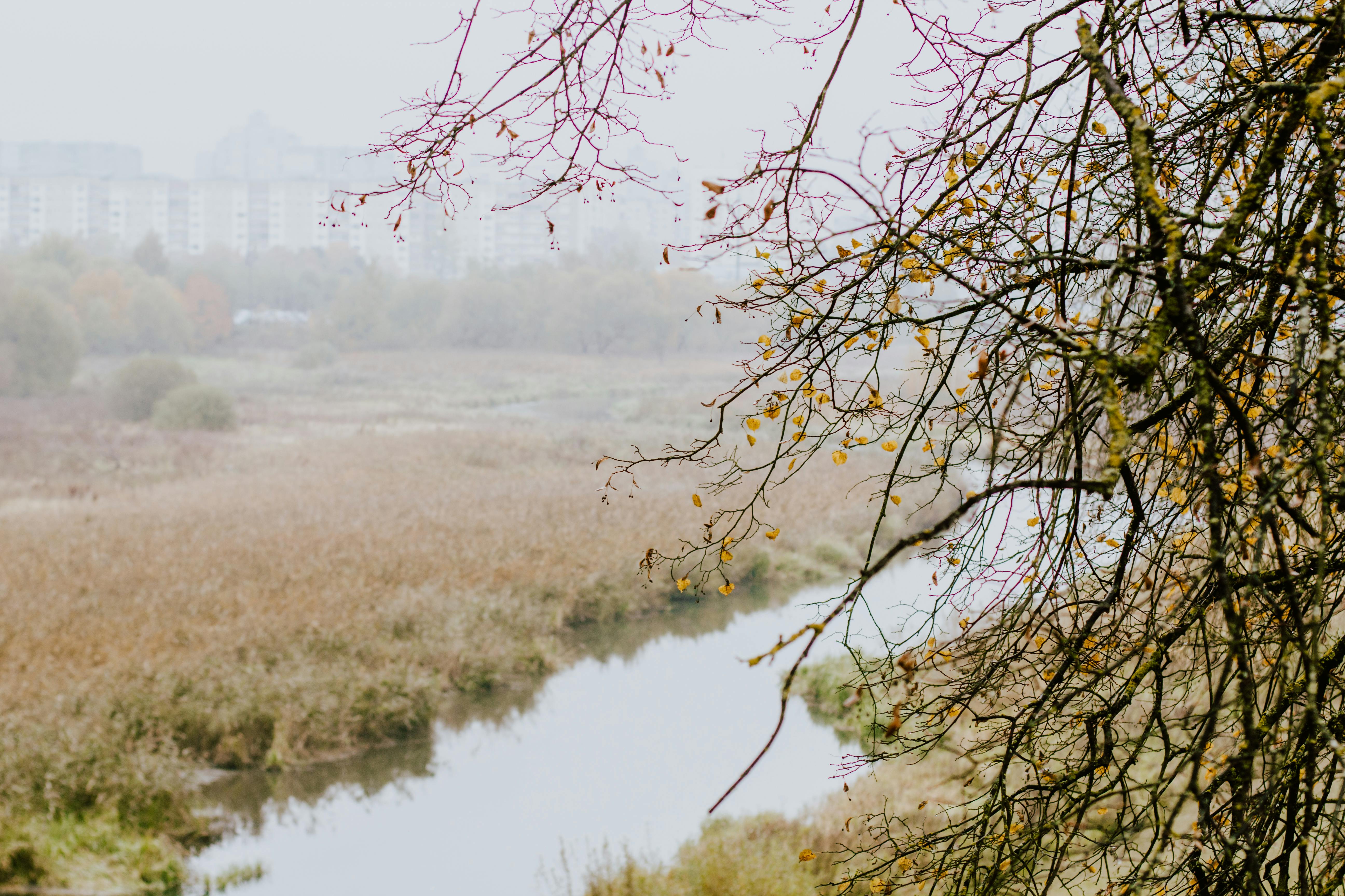 bare tree against river among plants in foggy day