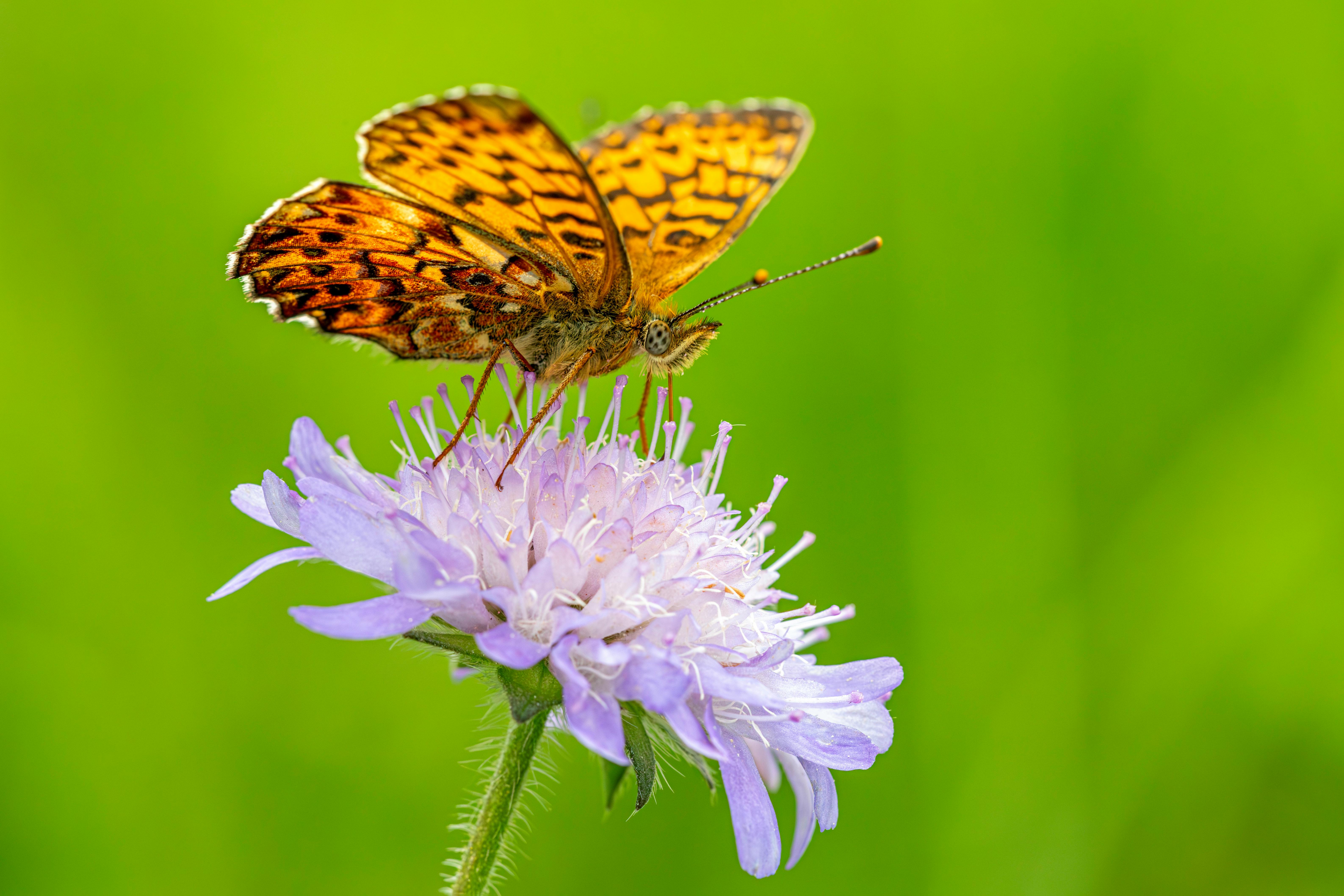 Titania's Fritillary butterfly perched on a purple flower with vibrant green background.