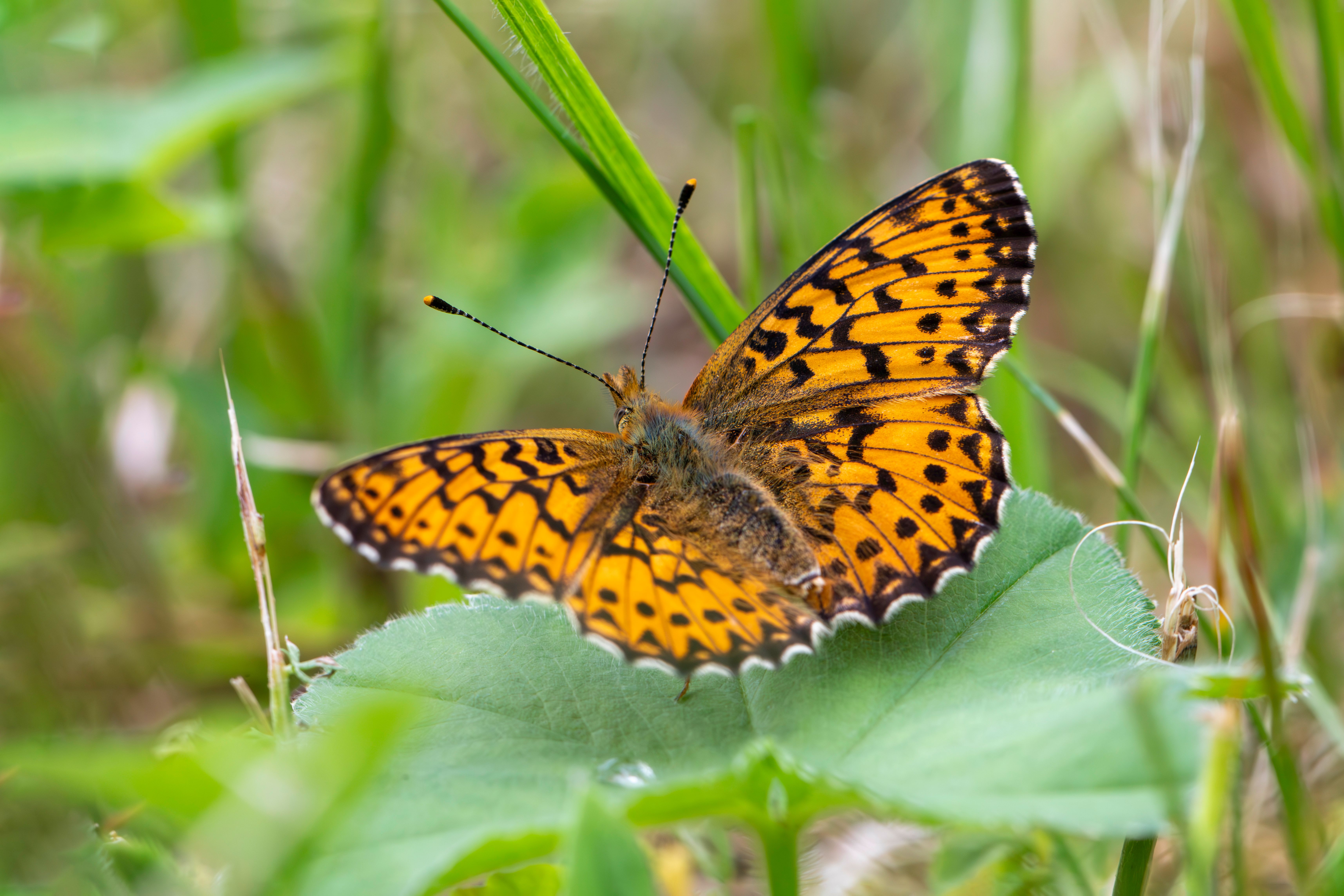 Butterfly Without Background Photos, Download The BEST Free Butterfly ...